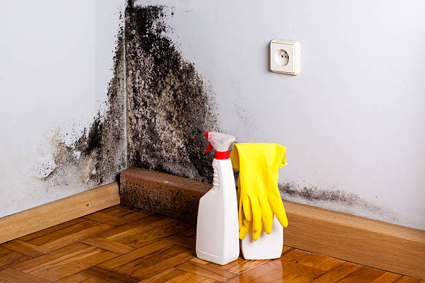 Why You Should Choose Our Mold Remediation Services in Austin, TX